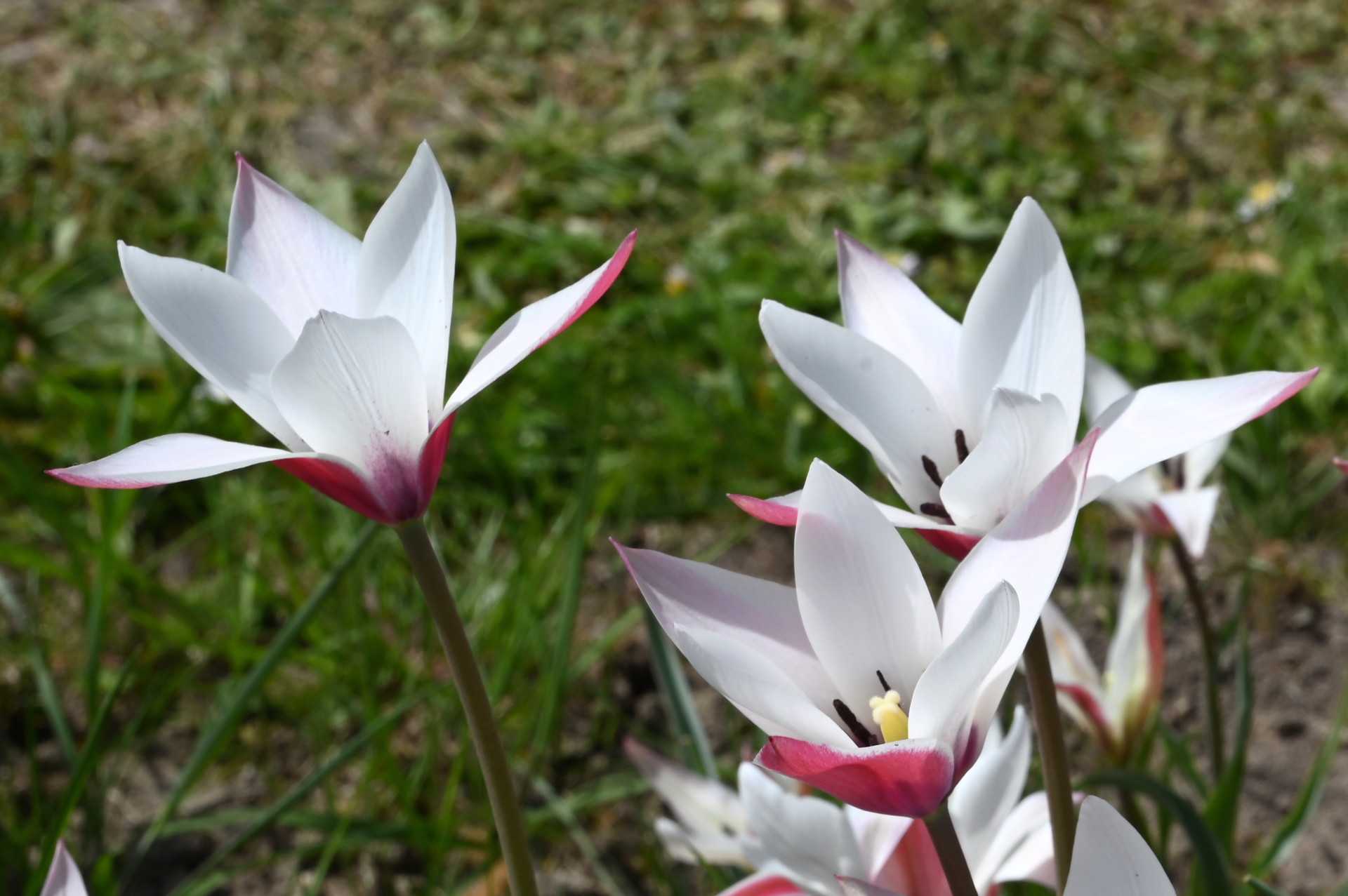 Tulipa clusiana Peppermint Stick