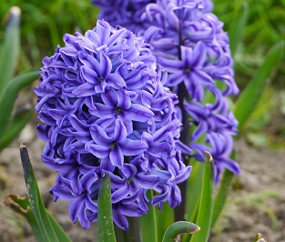 Nahaufnahme von lila Hyazinthenblüten mit grünen Blättern im Hintergrund.
