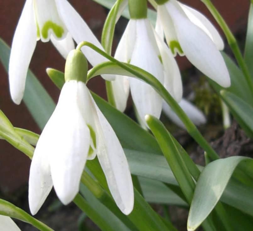 Nahaufnahme von weißen Schneeglöckchen (Galanthus) mit grünen Blättern und zarten, hängenden Blüten