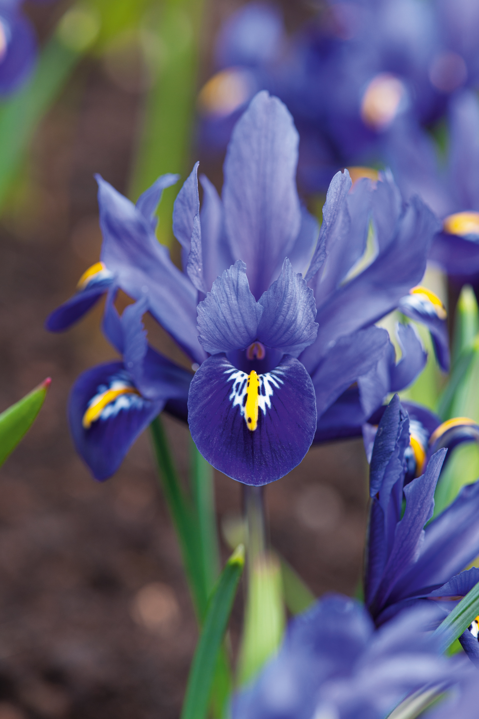 Nahaufnahme einer leuchtend blauen Irisblüte im Garten, deutliche gelbe und weiße Zeichnung auf dem unteren Blütenblatt, grün-brauner unscharfer Hintergrund
