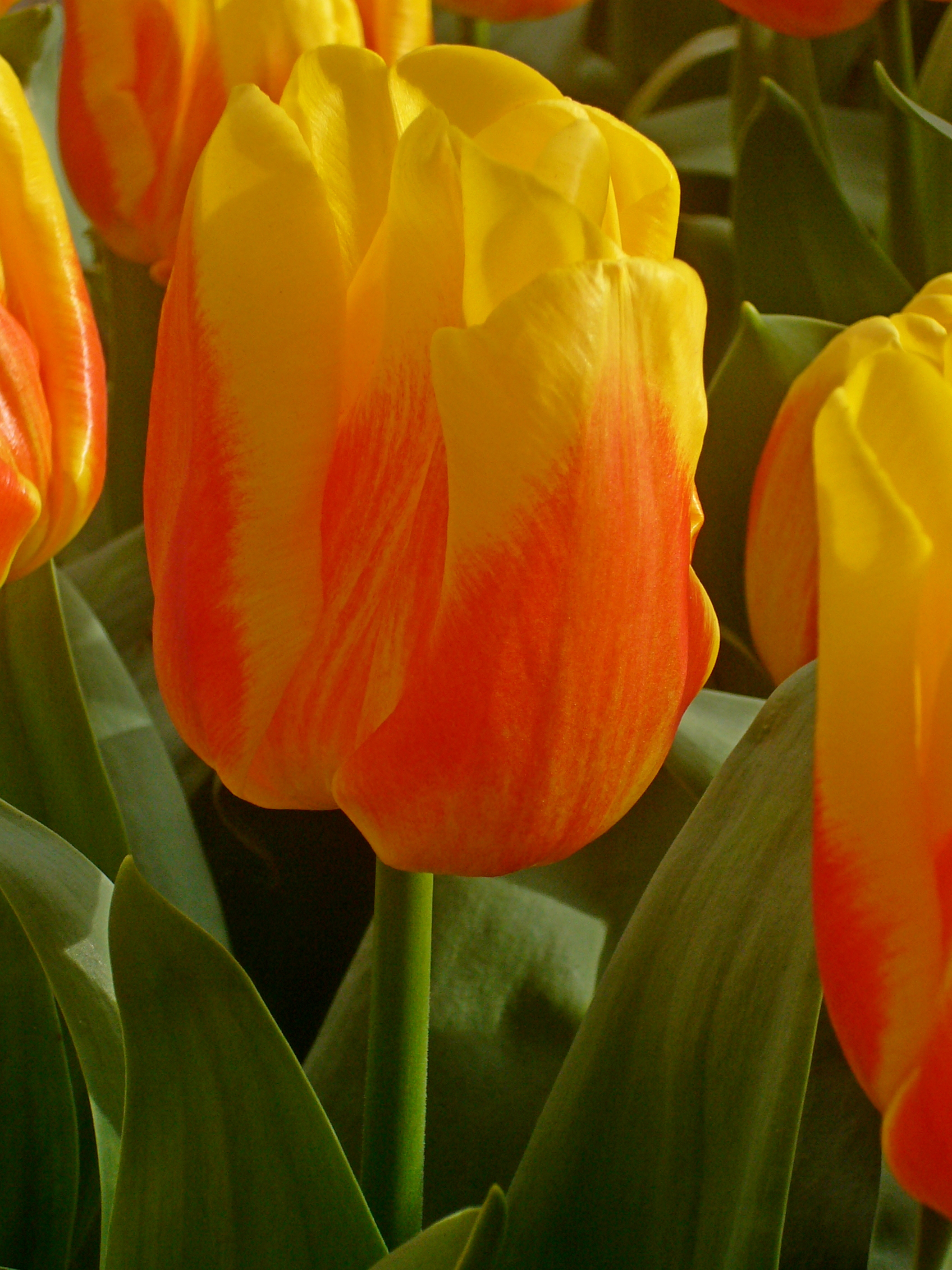 Nahaufnahme einer gelb-roten Tulpe mit grünem Stiel und Blättern, leuchtende Frühlingsblüte