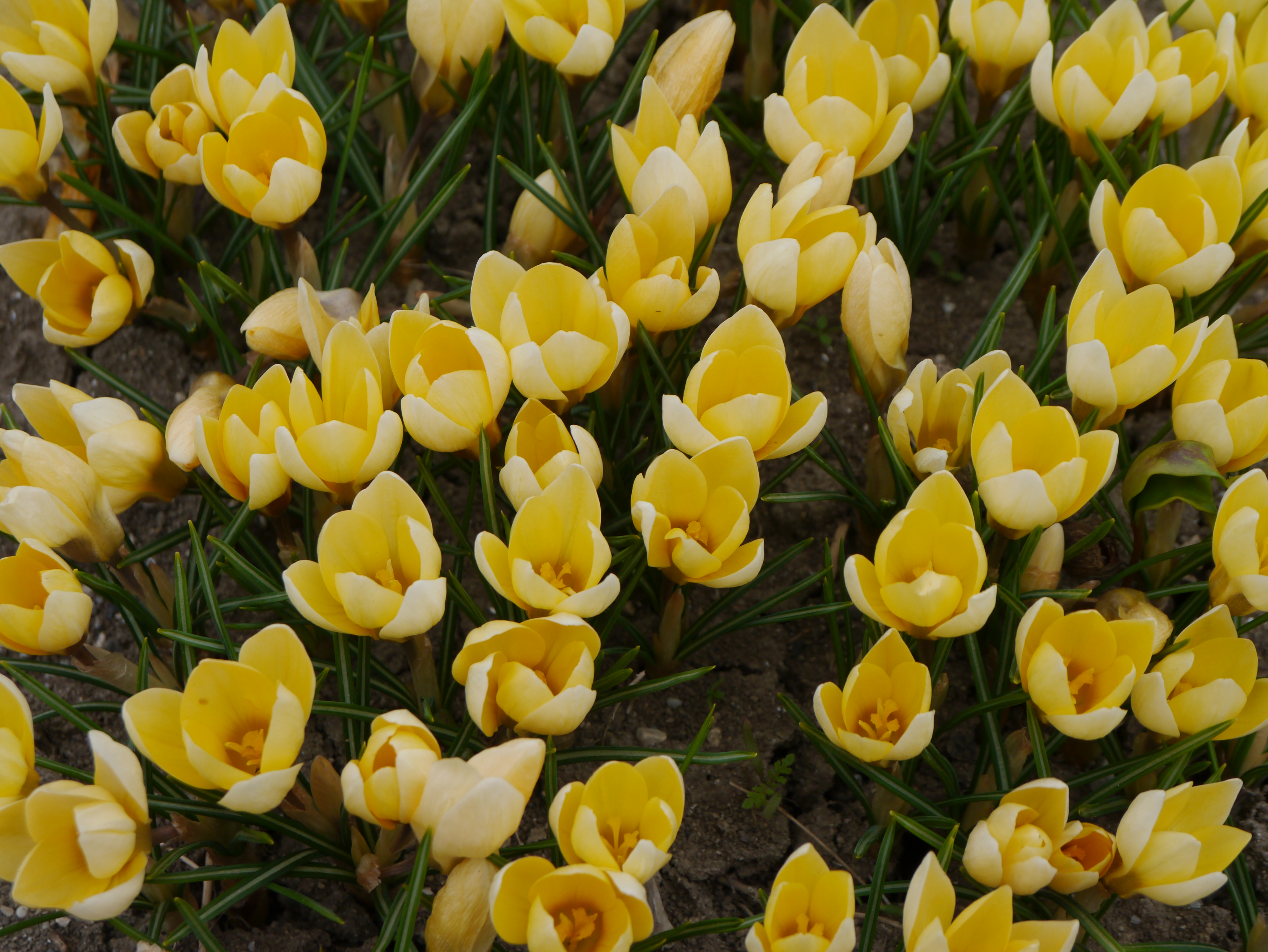 Crocus chrysanthus „Romance“ mit rahmgelben Blüten im Beet – botanischer Krokus für Verwilderung, Steingarten und Töpfe