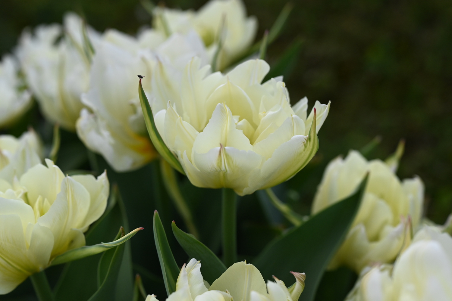 Nahaufnahme cremefarbener, gefüllter Tulpen (Pfingstrosen-Tulpen) im Beet mit grünen Blättern; kleines Insekt sitzt auf einer Knospe