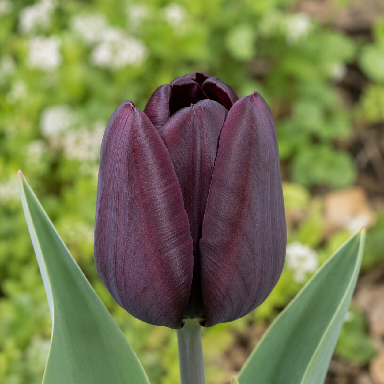 Triumph-Tulpen Paul Scherer