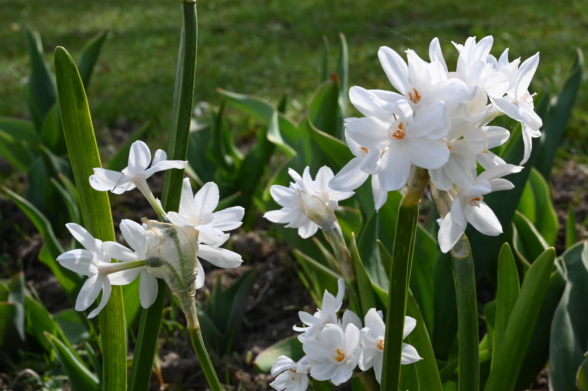 Tazetten-Narzisse Paperwhite Grandiflora mit großen, reinweißen Blüten in dichten Büscheln auf aufrechten Stielen im Beet, ideal für frühlingshafte Rabatten und Pflanzgefäße
