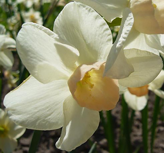 Nahaufnahme einer weißen Narzissenblüte mit zart gelb-oranger Krone in einem Beet