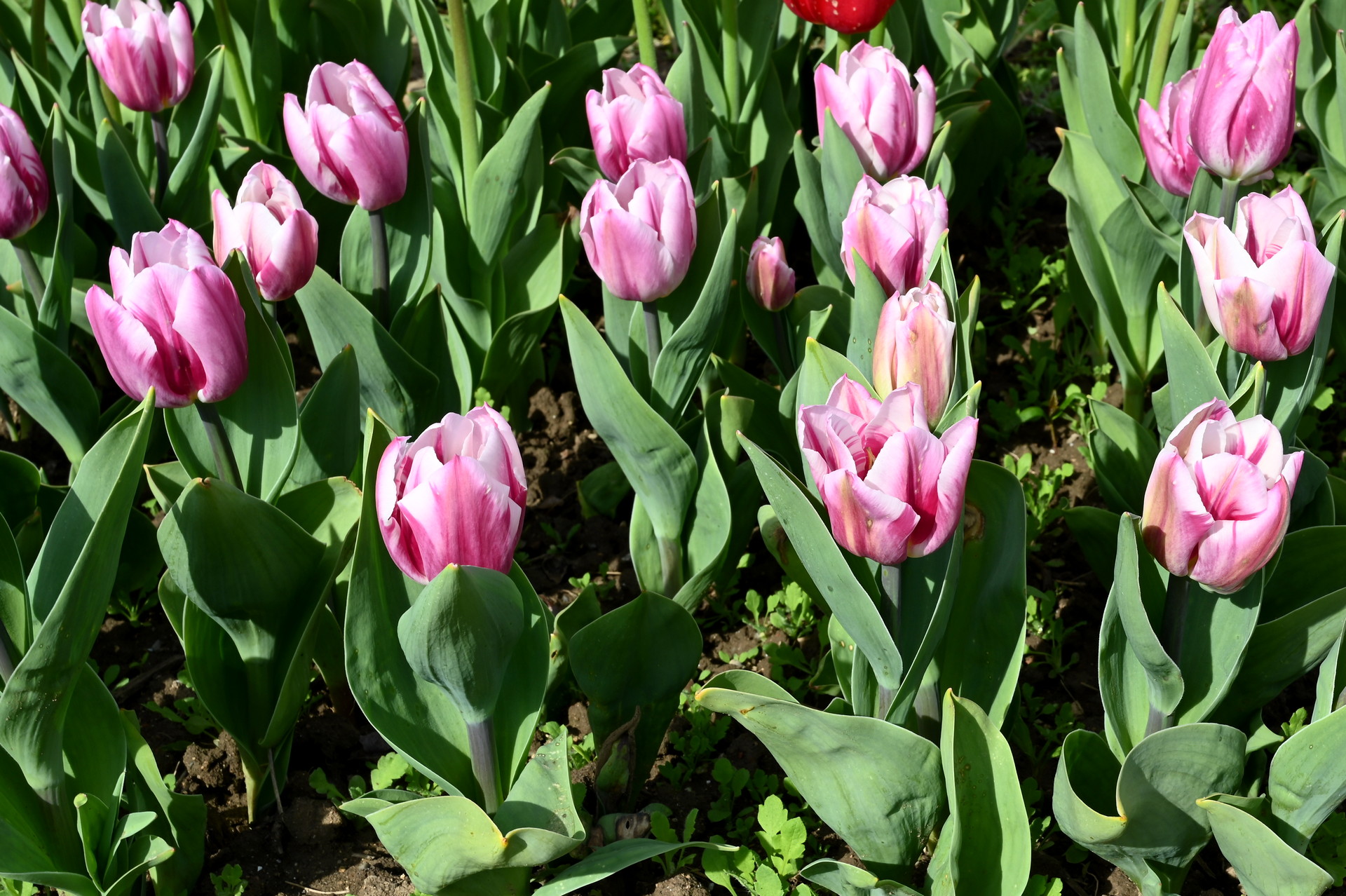 Triumph-Tulpen Bojangles