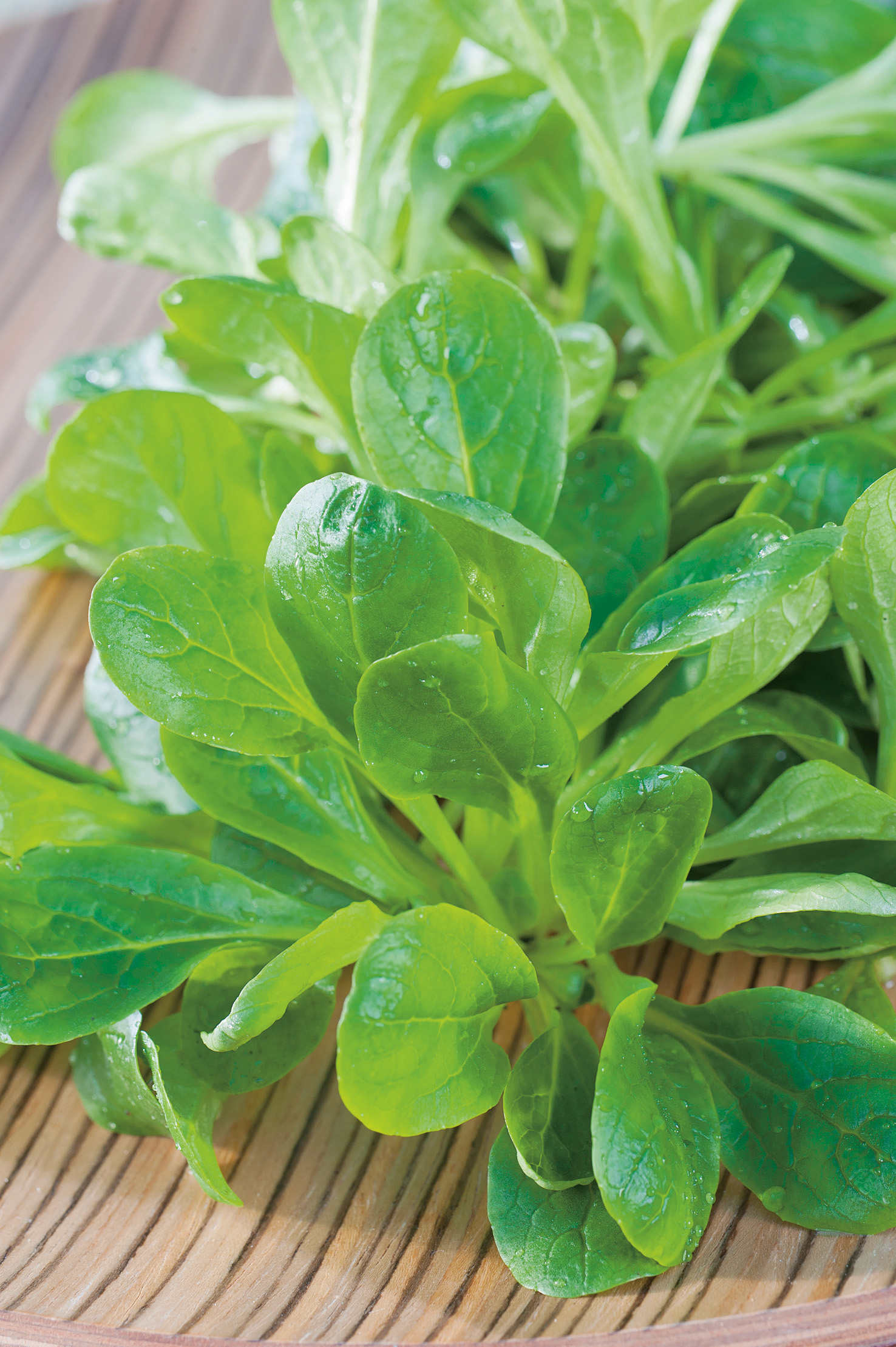 Frischer Feldsalat Gala von Samen-Fetzer mit saftig grünen, rundblättrigen Rosetten – aromatischer Ackersalat für Herbst- und Frühjahrsernte