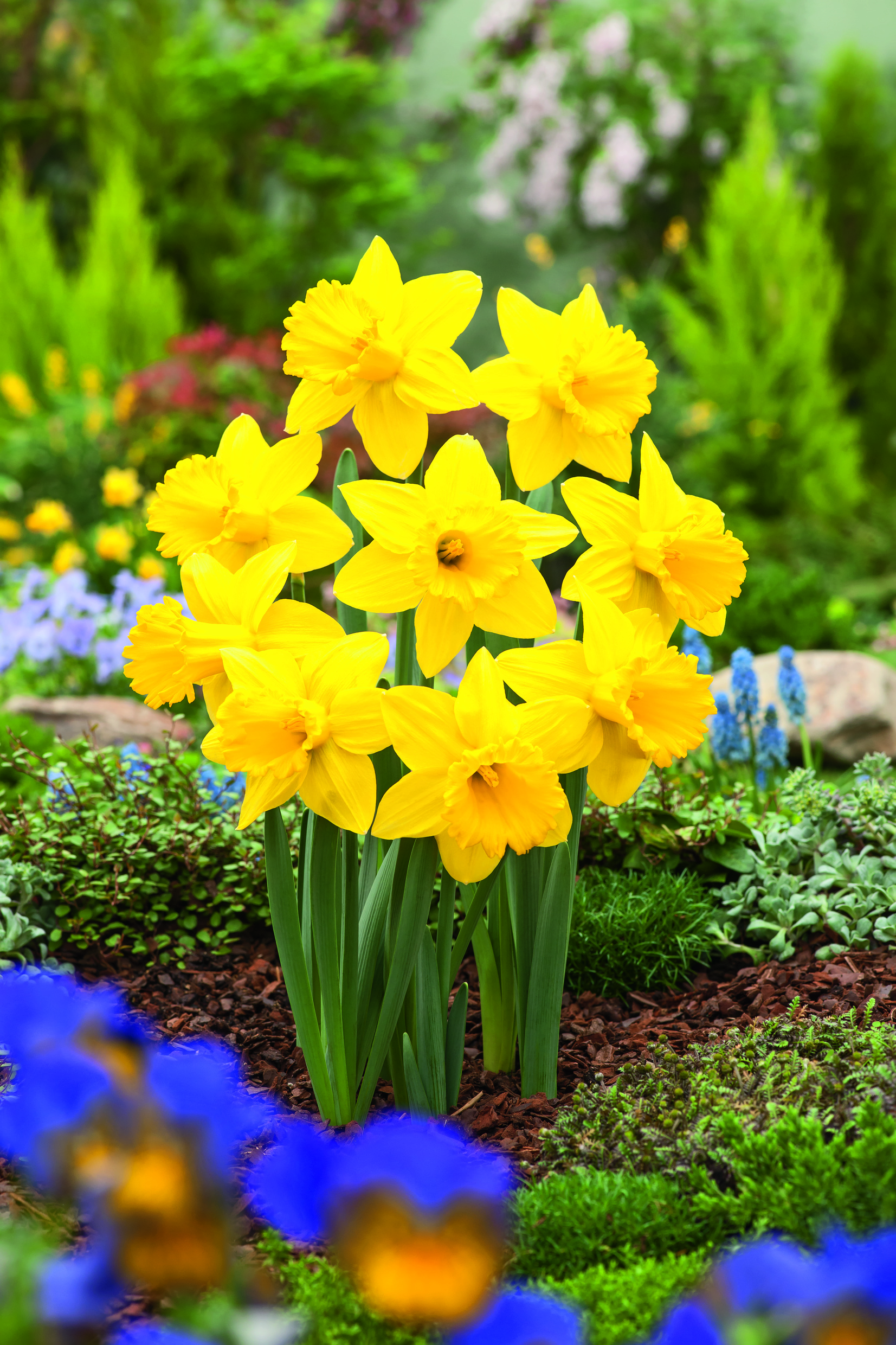 Gelbe Narzissen (Osterglocken) in einem bunten Frühlingsgarten, Nahaufnahme mit grünen Stängeln und unscharfem blauem Vordergrund