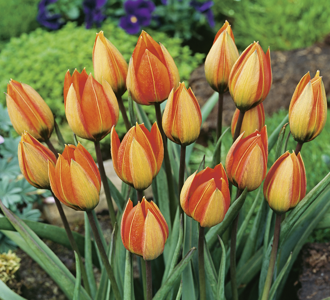 52970_Tulipa whittallii FM Nahaufnahme mehrerer orange-rot gefärbter Tulpen im Blumenbeet mit grünem Laub