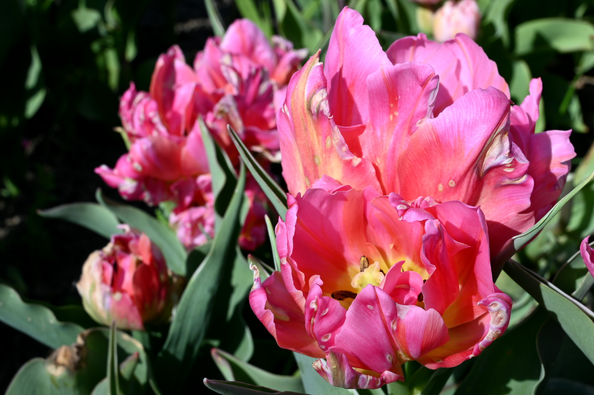 Gefüllte frühe Tulpe Dotcom mit pfingstrosenartigen, zart rosa Blüten und hellen Nuancen im Beet – elegante Frühlingsblume für Garten, Rabatte, Kübel und als Schnittblume