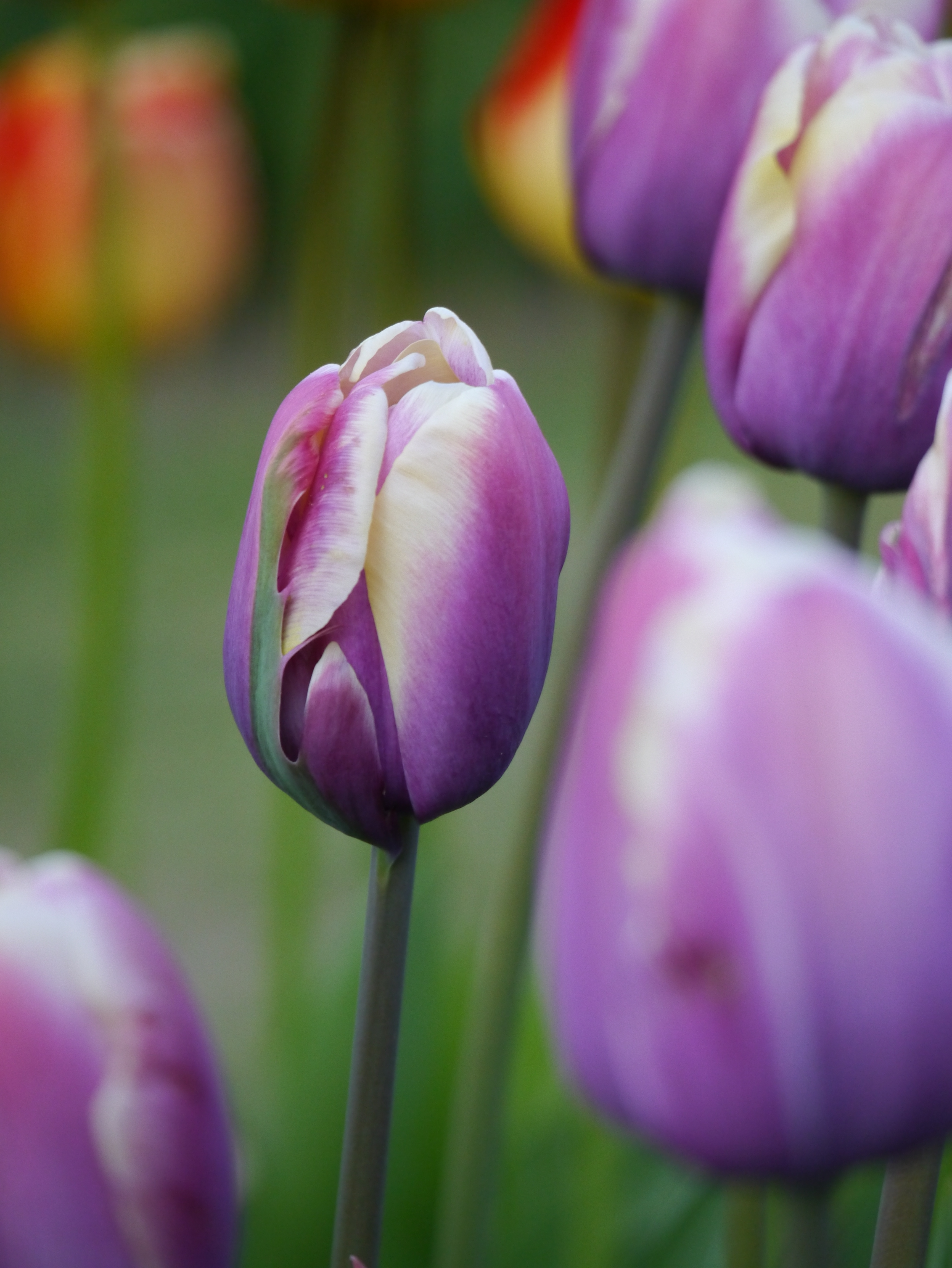 Nahaufnahme einer violett-weißen Tulpenblüte mit zarten hellen Spitzen, im Hintergrund unscharfe weitere Tulpen und grünes Blattwerk