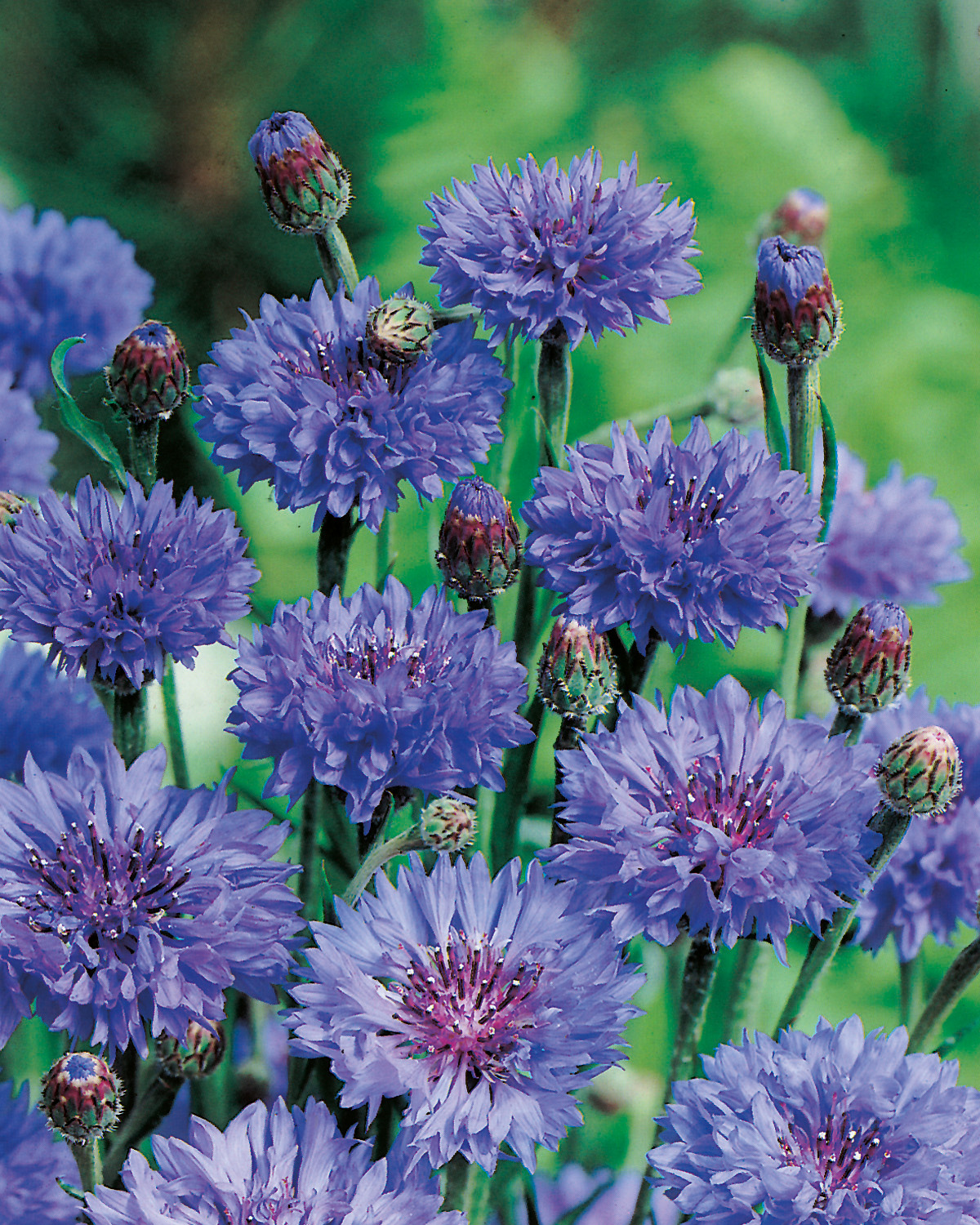 Nahaufnahme leuchtend blauer Kornblumen (Centaurea cyanus) mit mehreren Blüten und Knospen vor grünem, unscharfem Hintergrund
