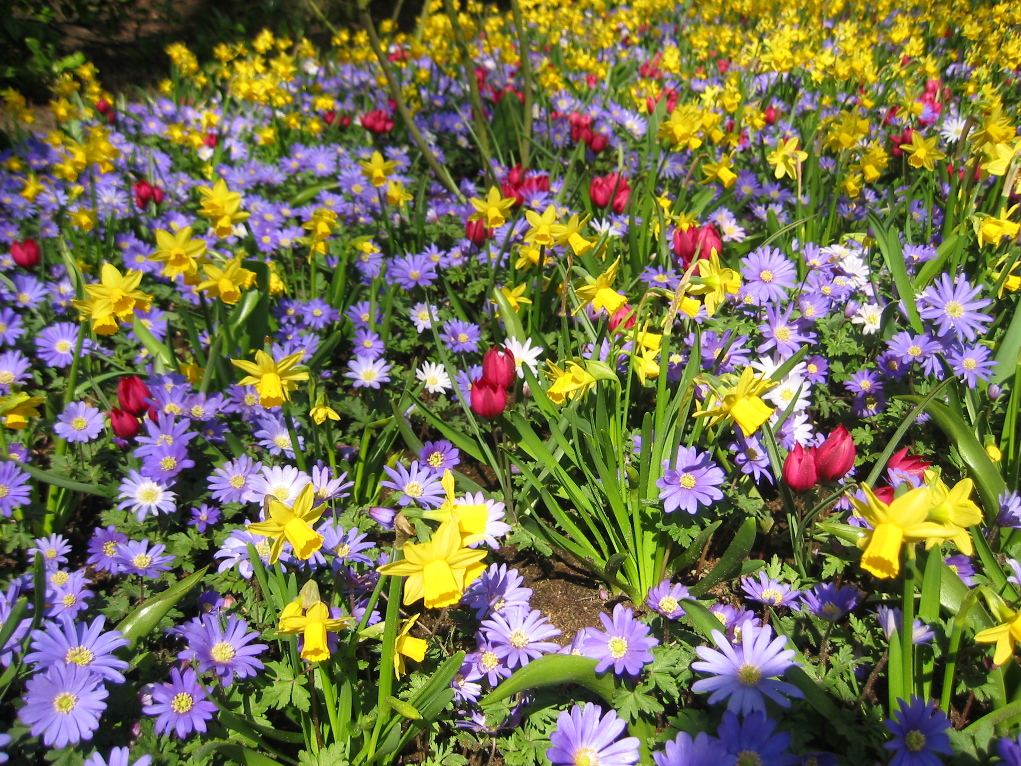 Blumenzwiebel-Mischung Frühlingswiese