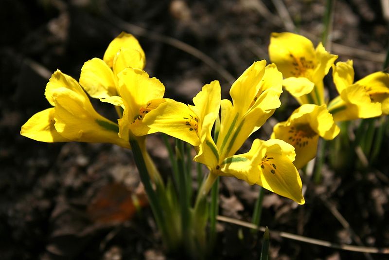 Nahaufnahme gelber Zwergiris (Iris reticulata) mit geöffneten Blüten auf dunklem Boden, frühlingshafte Gartenstimmung