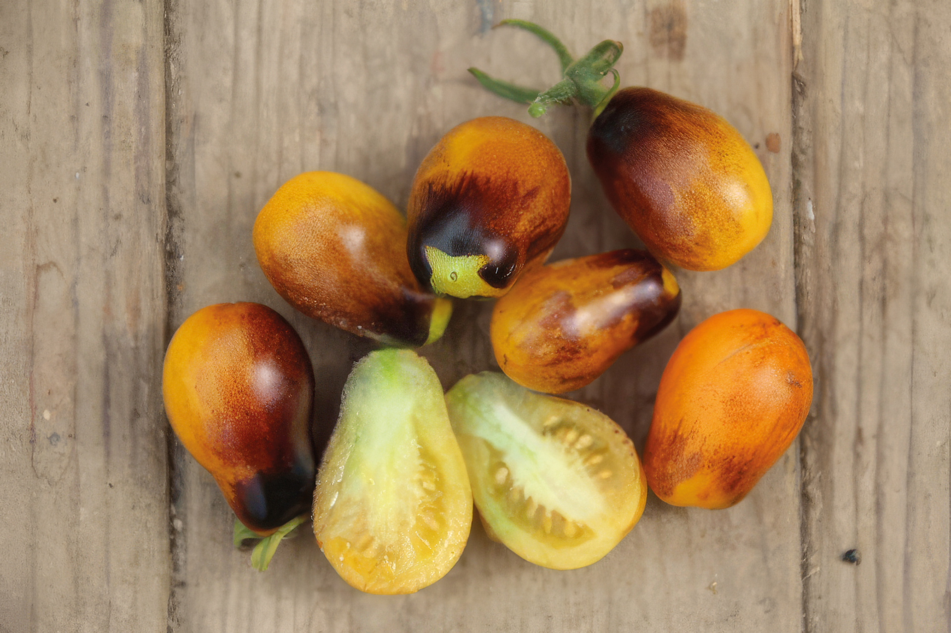Cocktailtomate Indigo Kumquat