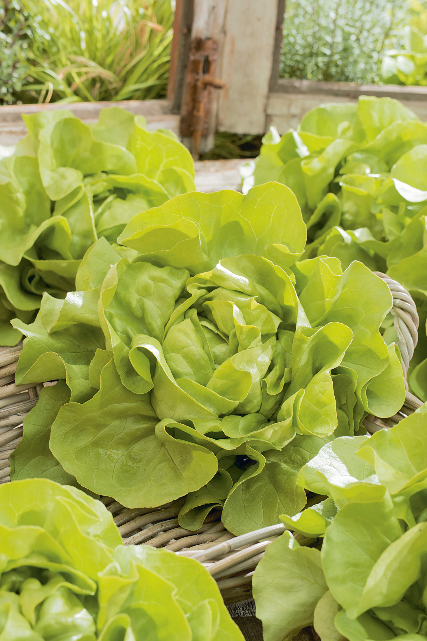Kopfsalat Ovation von Samen-Fetzer mit großen, festen, frischgrünen Salatköpfen im Korb – hitzebeständig, schossfest und mehltauresistent, ideal für Frühsommer-, Sommer- und Herbstanbau.