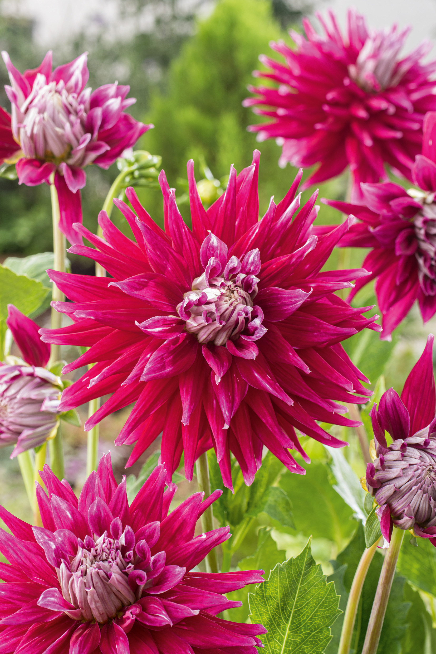 2818_Dahlie Dark Horse Nahaufnahme mehrerer großer pink-roter gefüllter Dahlienblüten mit hellen Mittelkappen und grünen Blättern im Garten