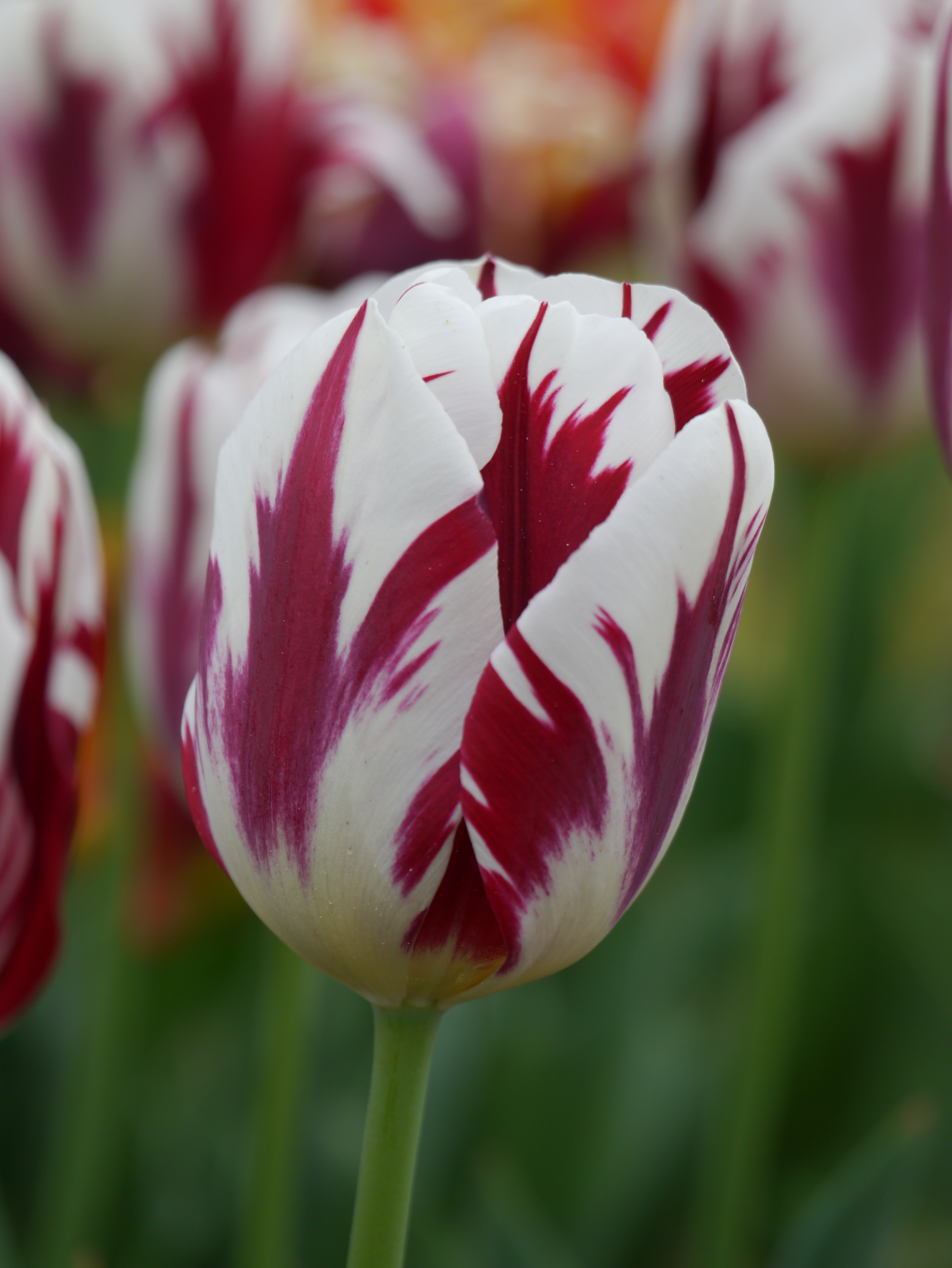 Nahaufnahme einer weiß-rot gestreiften Tulpenblüte mit grünem Stiel und unscharfem Gartenhintergrund