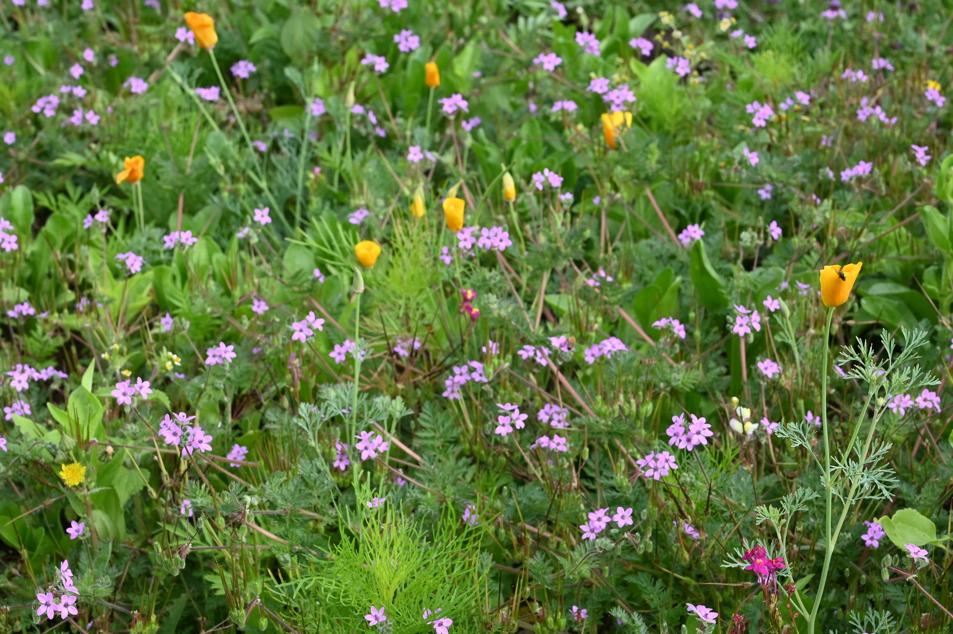 Wilde Frühlingswiese: dichtes Grün mit zahlreichen kleinen rosa-lila Blüten und vereinzelten leuchtend gelben Mohnblüten, Nahaufnahme