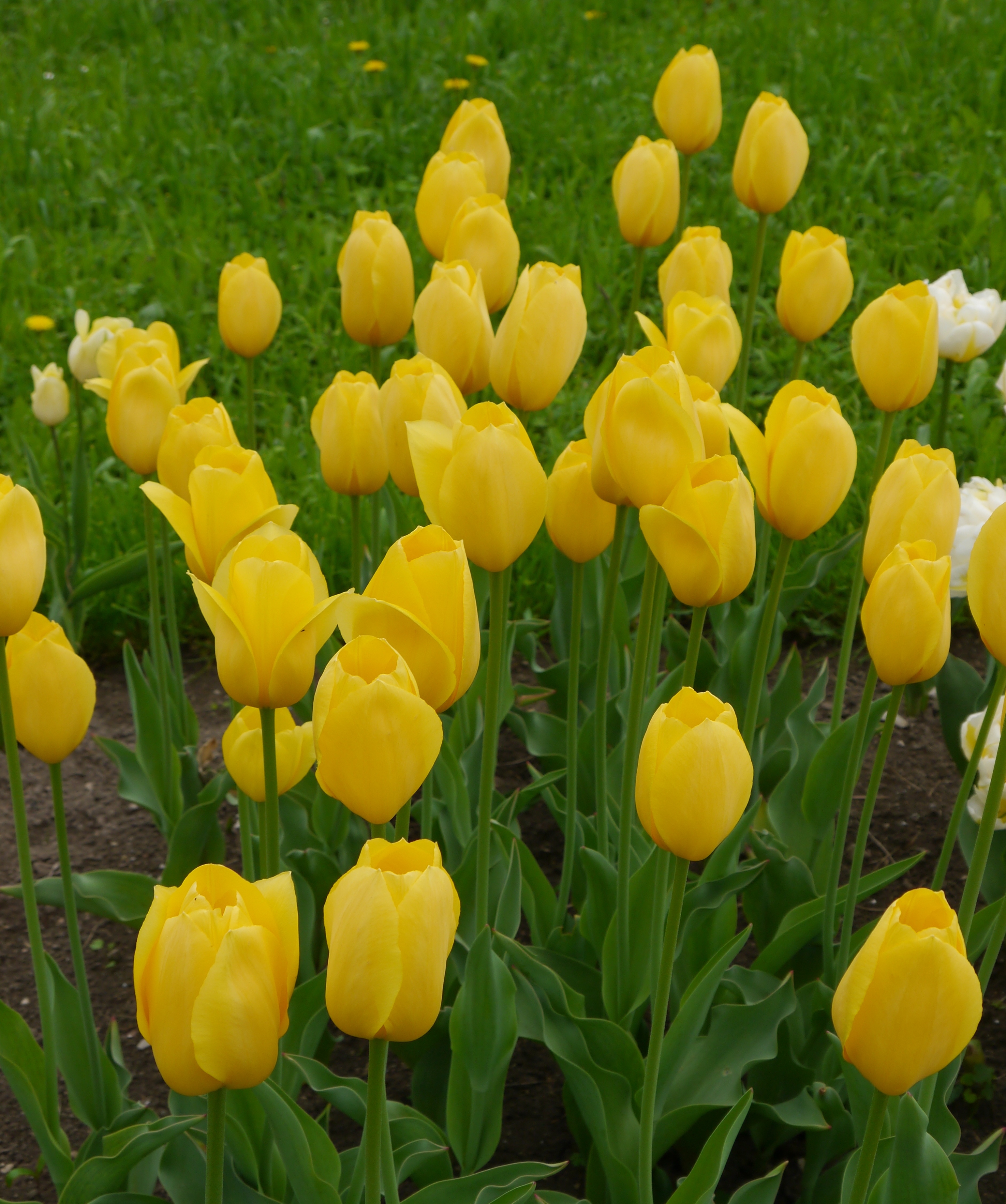 Einfache späte Tulpe Big Smile mit kräftig gelben Blüten im Beet, ideal als Schnittblume und Rabattenpflanze, blüht von April bis Mai und wird ca. 60 cm hoch