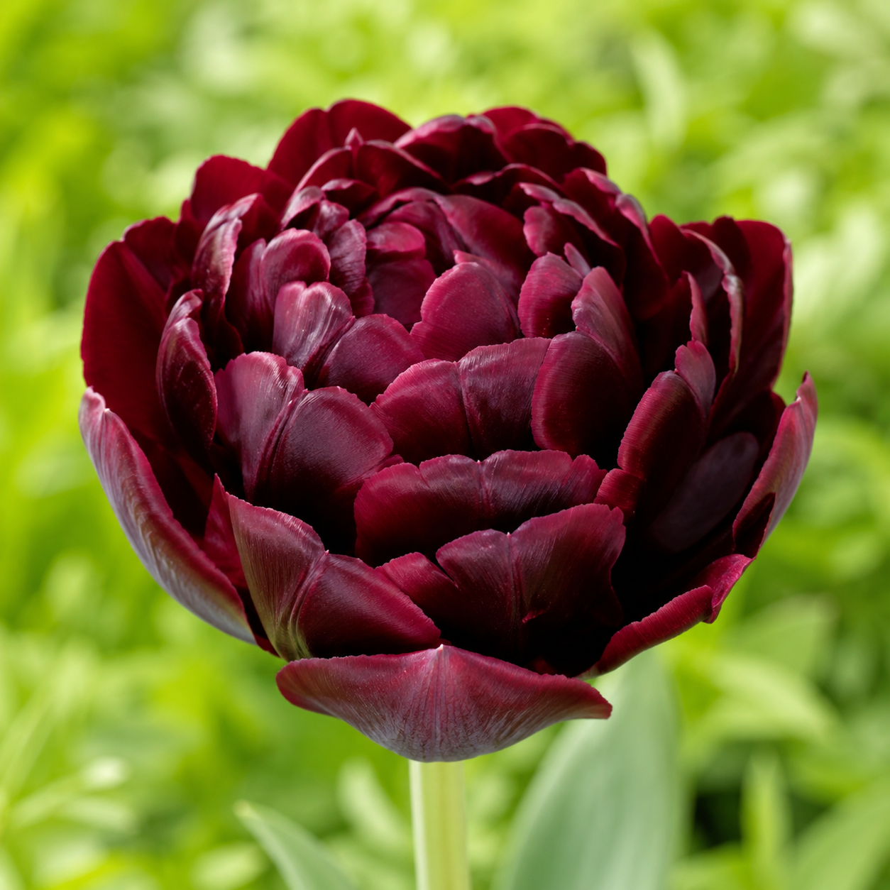 Gefüllte frühe Tulpen Palmyra