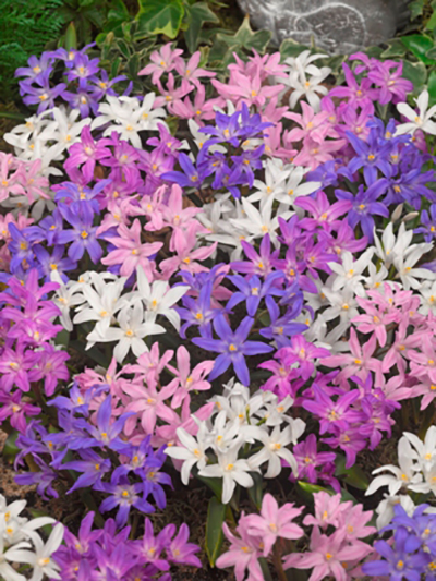 Chionodoxa Mischung