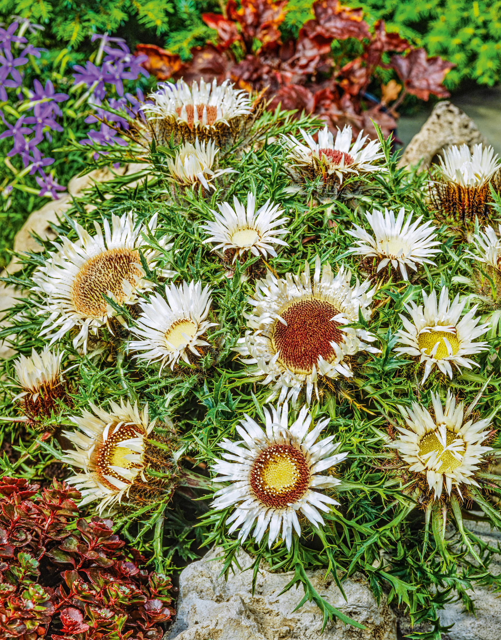 Nahaufnahme von Silberdisteln (Carlina acaulis) mit weißen, stacheligen Blütenköpfen in einem Steingarten zwischen Sukkulenten und lila Blüten