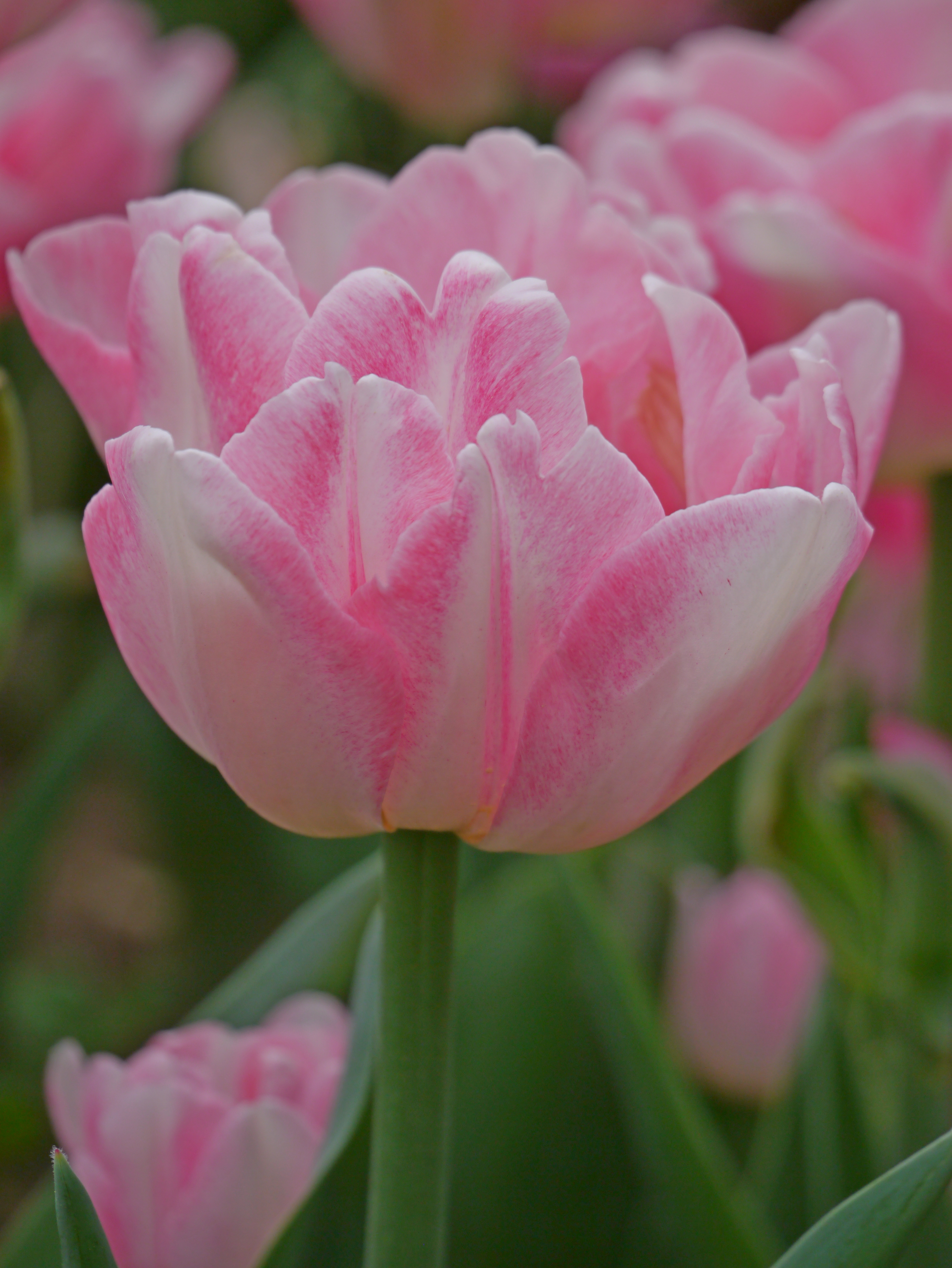 Nahaufnahme einer rosa-weißen Tulpe mit weißen Rändern und grünen Blättern im Frühlingsgarten