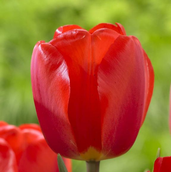 Nahaufnahme einer roten Tulpe mit glänzenden Blütenblättern, im Vordergrund sind weitere Tulpen angedeutet, unscharfer grüner Gartenhintergrund
