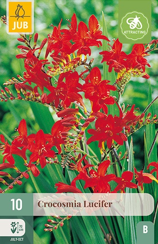 Montbretien (Crocosmia) Lucifer