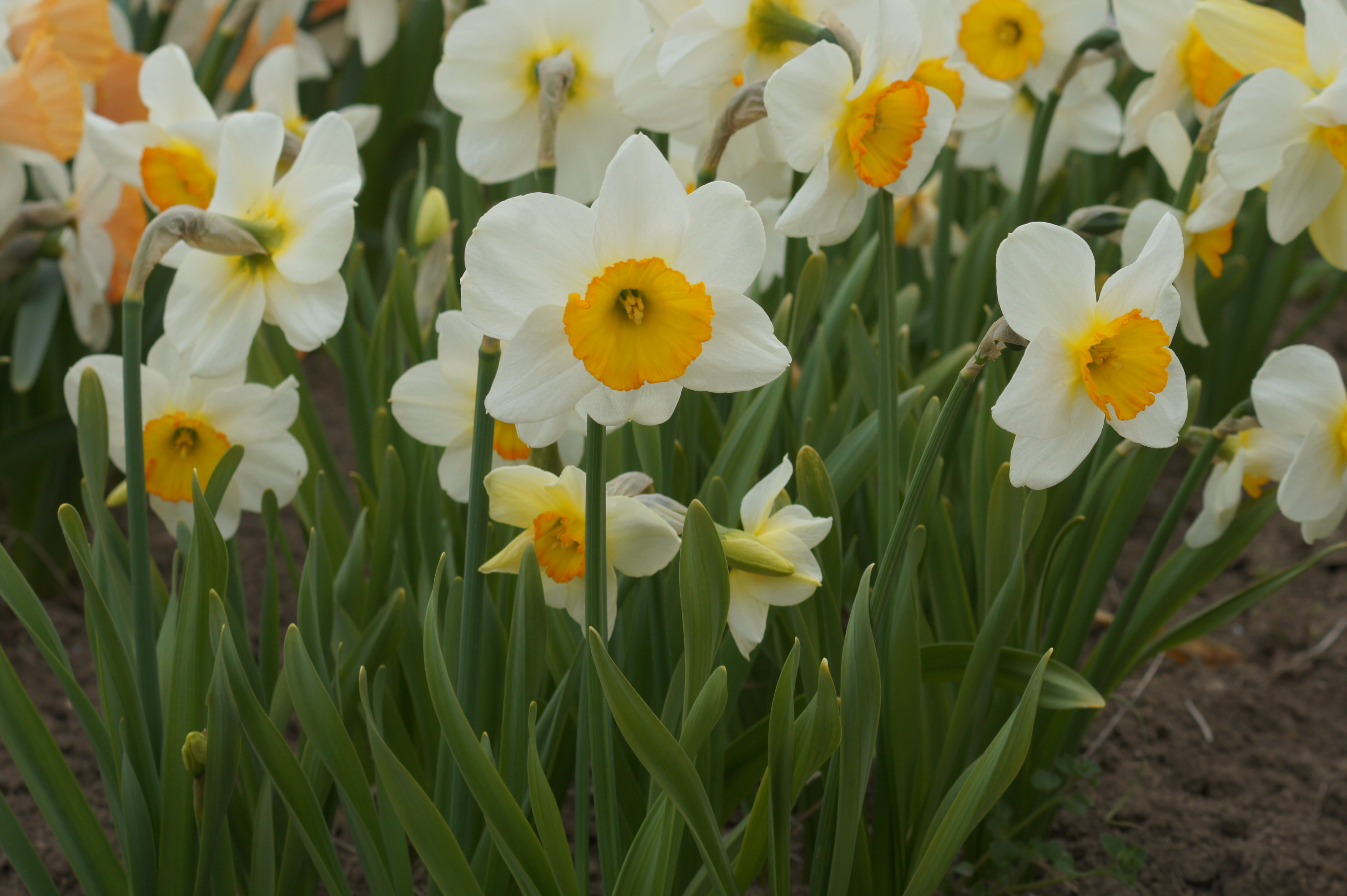 Großkronige Narzissen Flower Record
