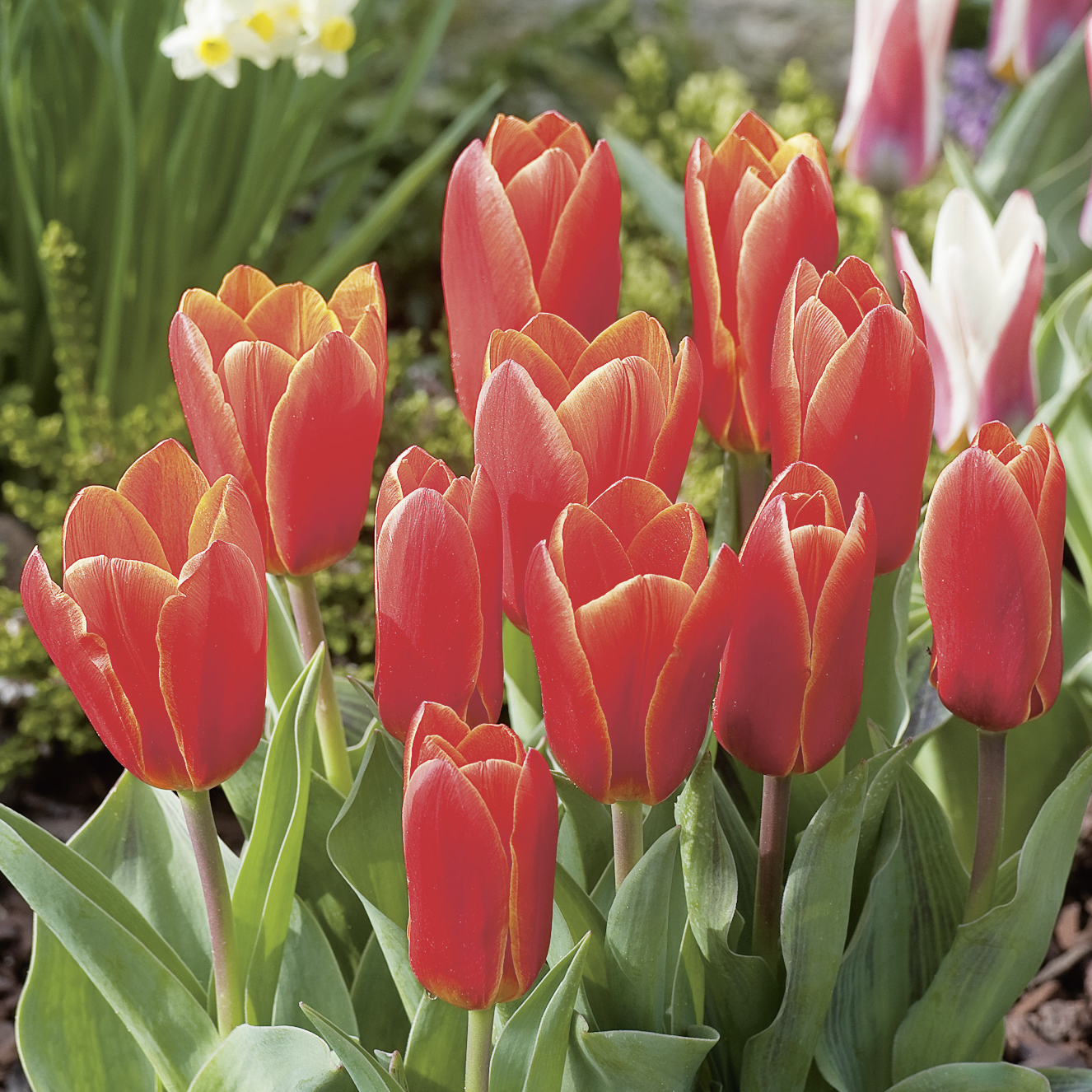 Kaufmanniana-Tulpen Love Song mit leuchtend rot-gelben Blüten im Frühlingsbeet, ideal für Beet, Rabatte und Topfbepflanzung