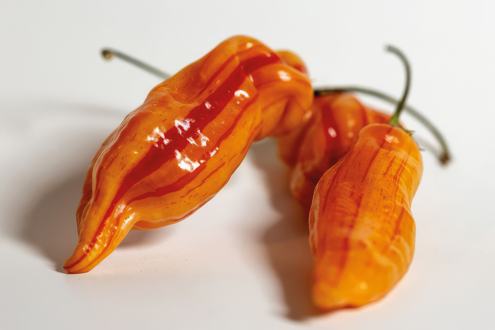 Chili Sugar Rush Stripey
