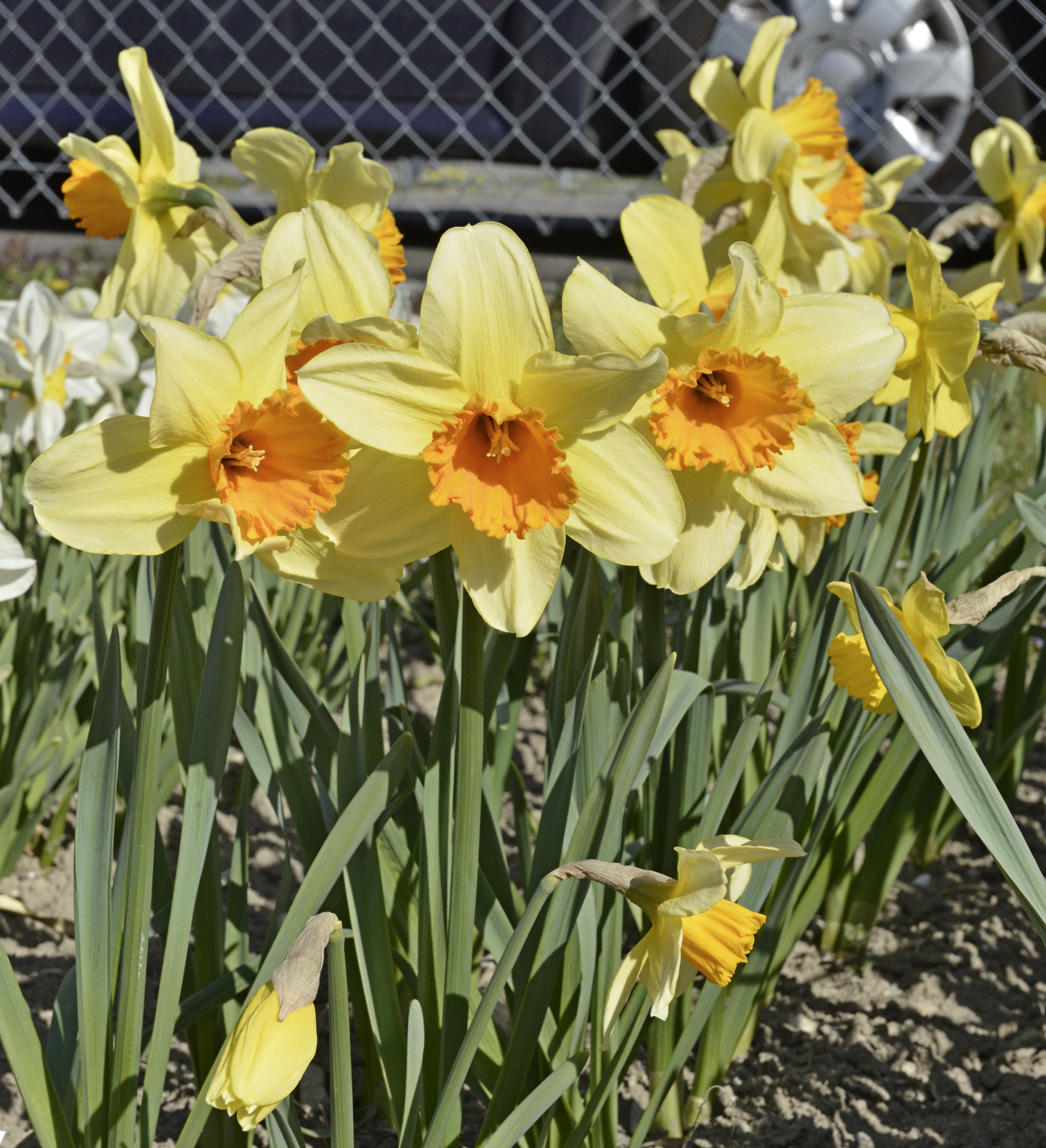 Großkronige Narzissen Fortissimo im Beet mit gelben Deckblättern und großer orangefarbener Krone, robuste Frühjahrsblüher für Garten, Topf und als Schnittblume
