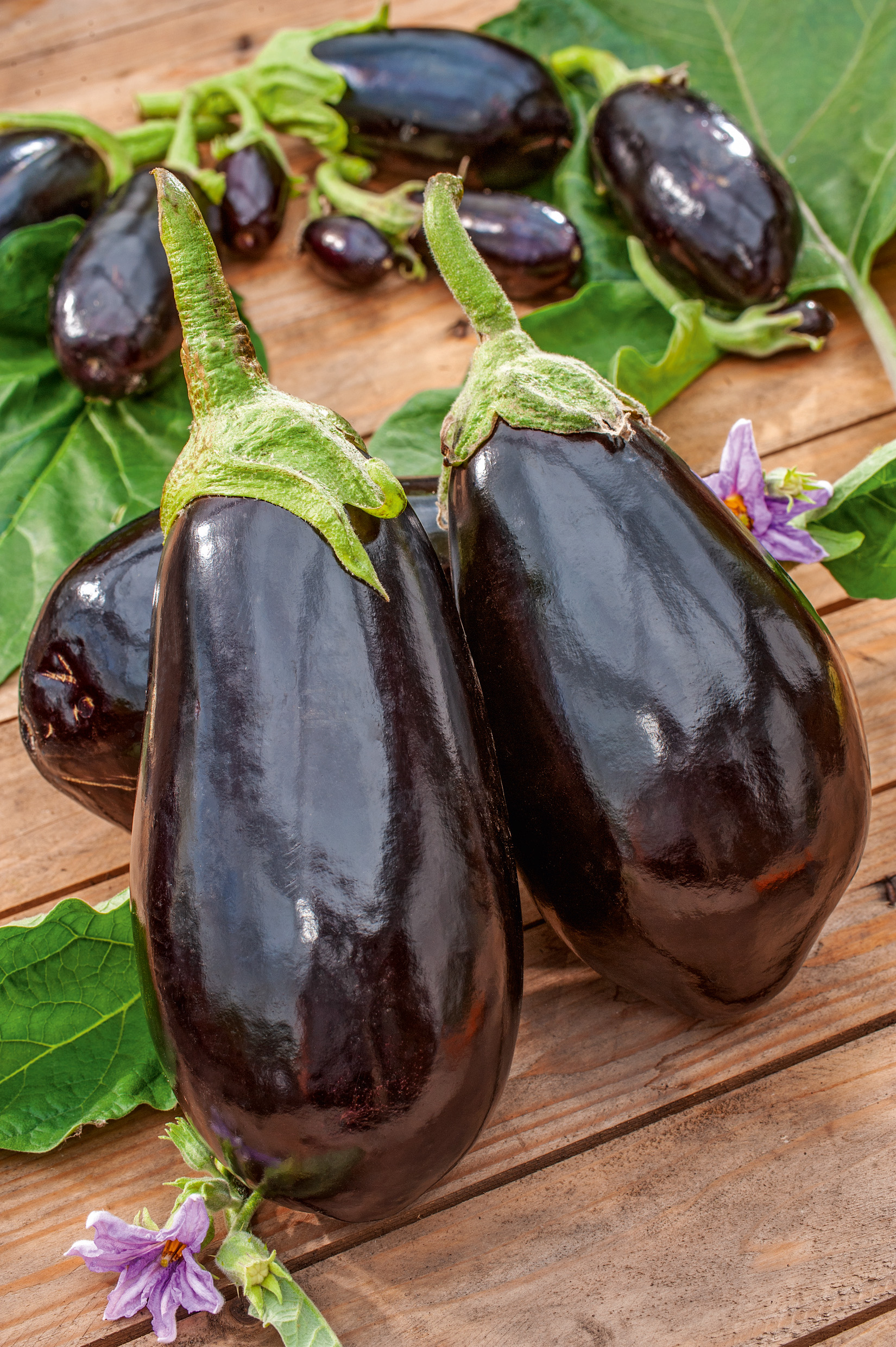Auberginen (Bio) Black Beauty