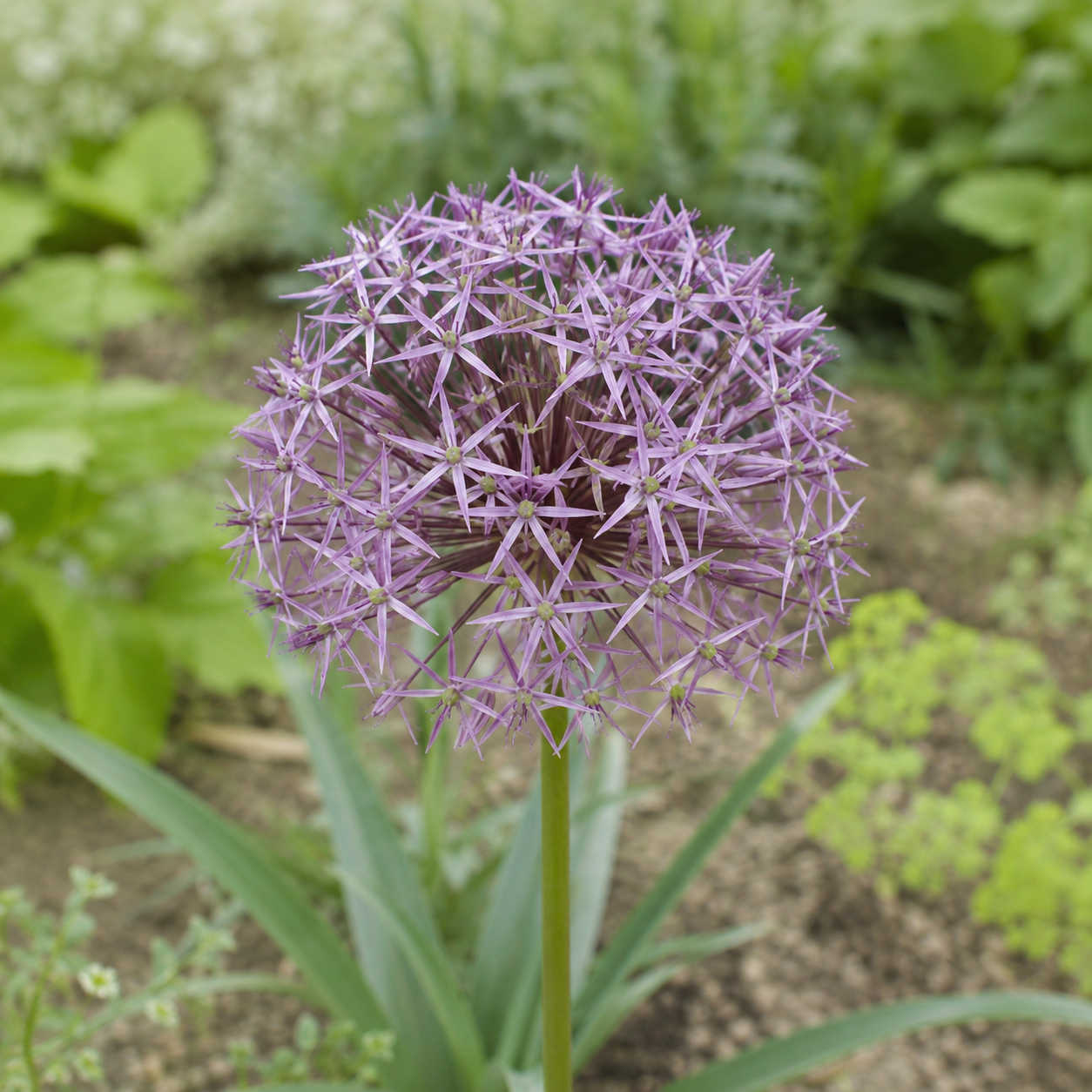 Allium christophii (albopilosum)