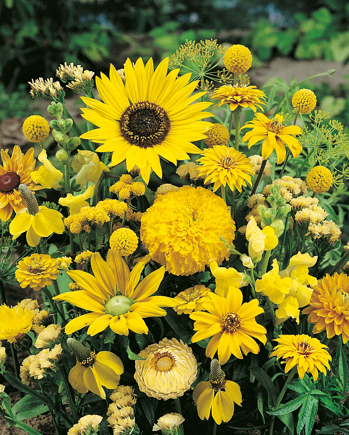 Nahaufnahme eines gelben Sommerblumenstraußes mit dominanter Sonnenblume, großen und kleinen gelben Blüten (Ringelblumen, tagetesähnlich), kugeligen Blütenköpfen und grünem Blattwerk im Hintergrund