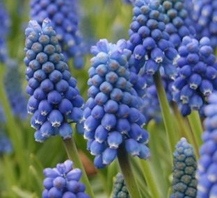 58007_Muscari Blue Magic Nahaufnahme von leuchtend blauen Traubenhyazinthen (Muscari) in voller Blüte im Garten