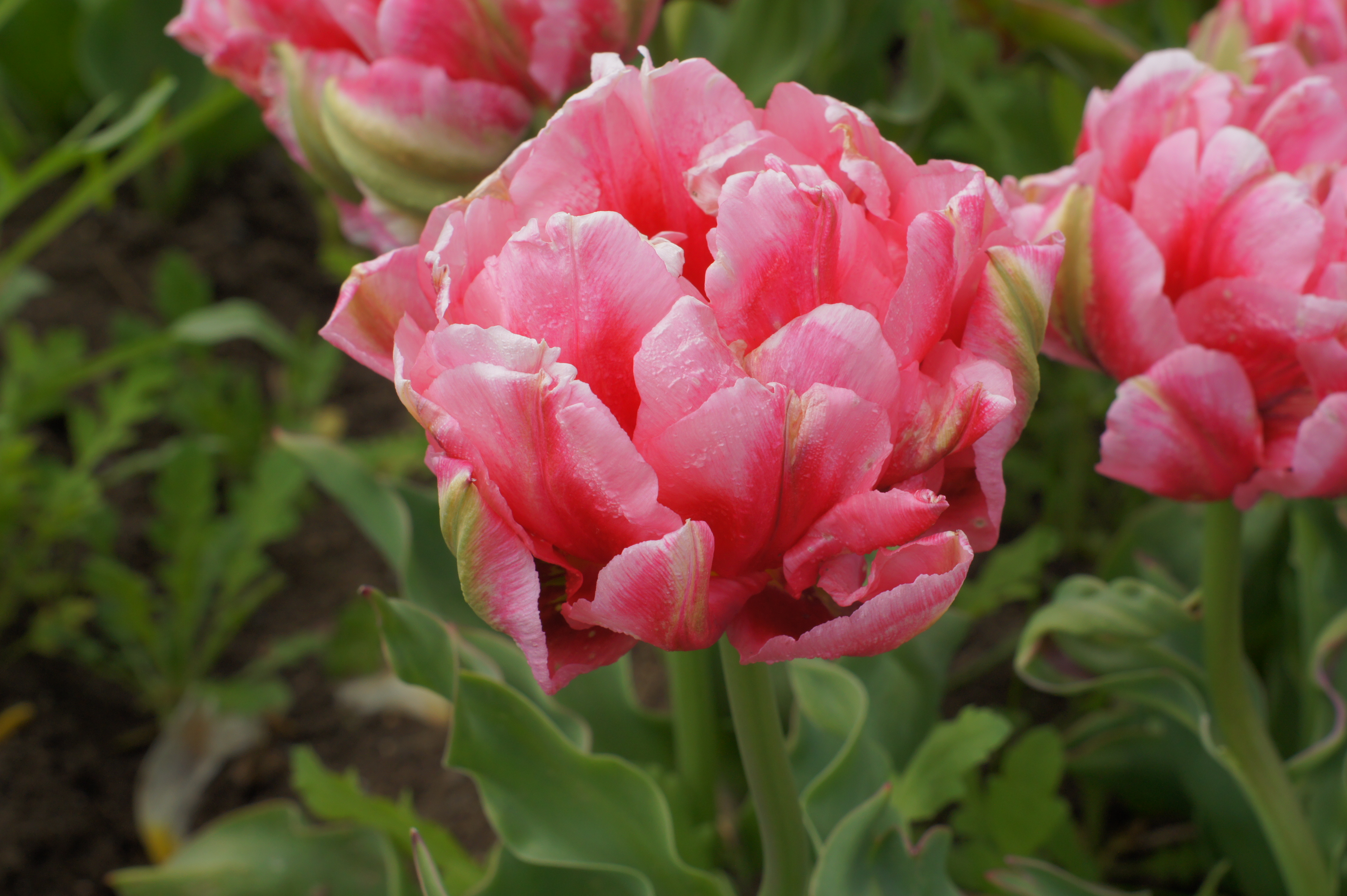 52086_Gef. frühe Tulpen Peach Blossom Nahaufnahme einer rosa gefüllten Tulpe mit mehreren geschichteten Blütenblättern und Wassertropfen im Garten
