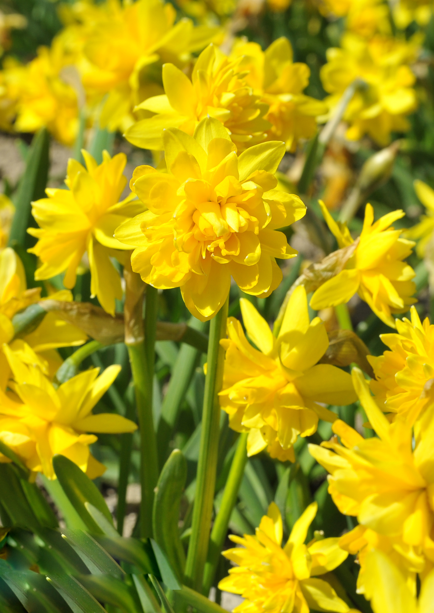 Nahaufnahme mehrerer gefüllter gelber Narzissenblüten (Narcissus) mit grünen Blättern im Beet bei sonnigem Frühlingswetter