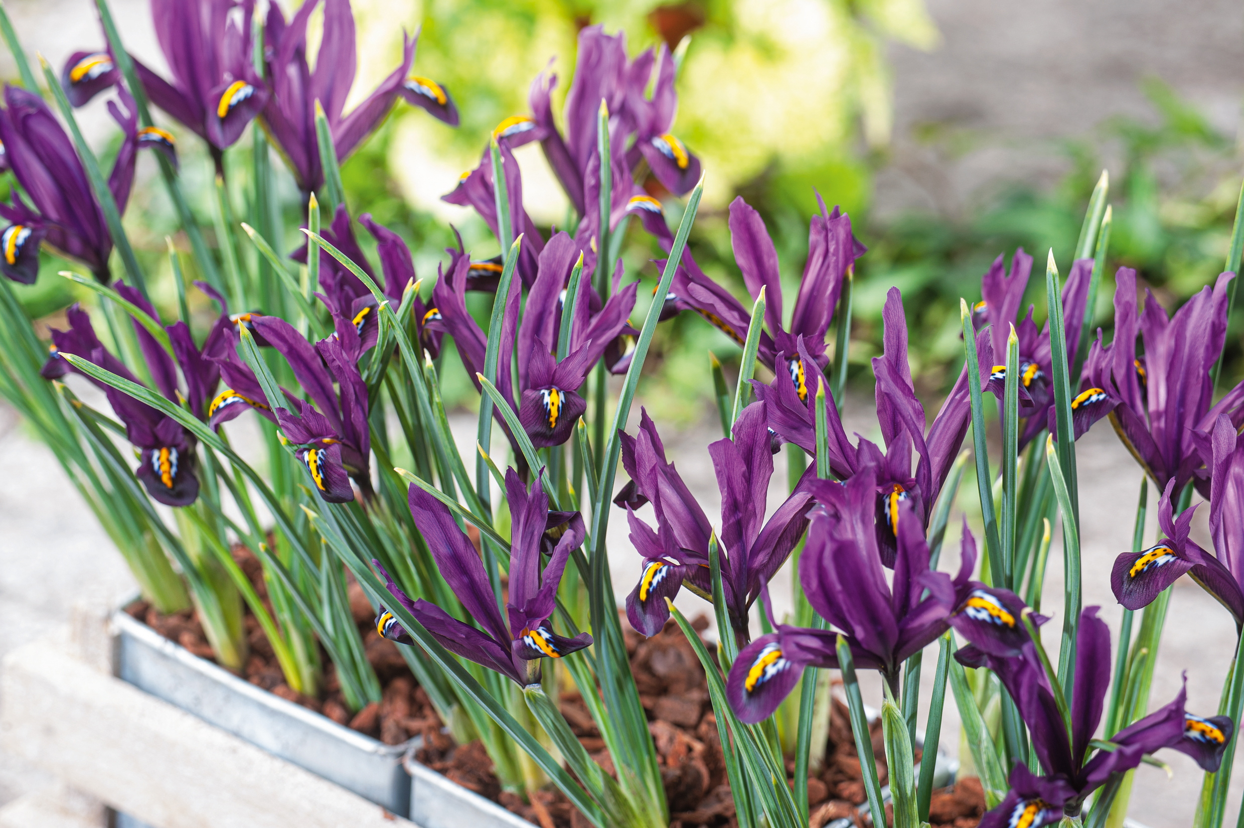 50101_Iris_reticulata_JS_Dijt Nahaufnahme von violetten Irisblüten (Iris reticulata) mit gelb-weißen Zeichnungen in einem Blumenkasten, schmale grüne Blätter, unscharfer Gartenhintergrund