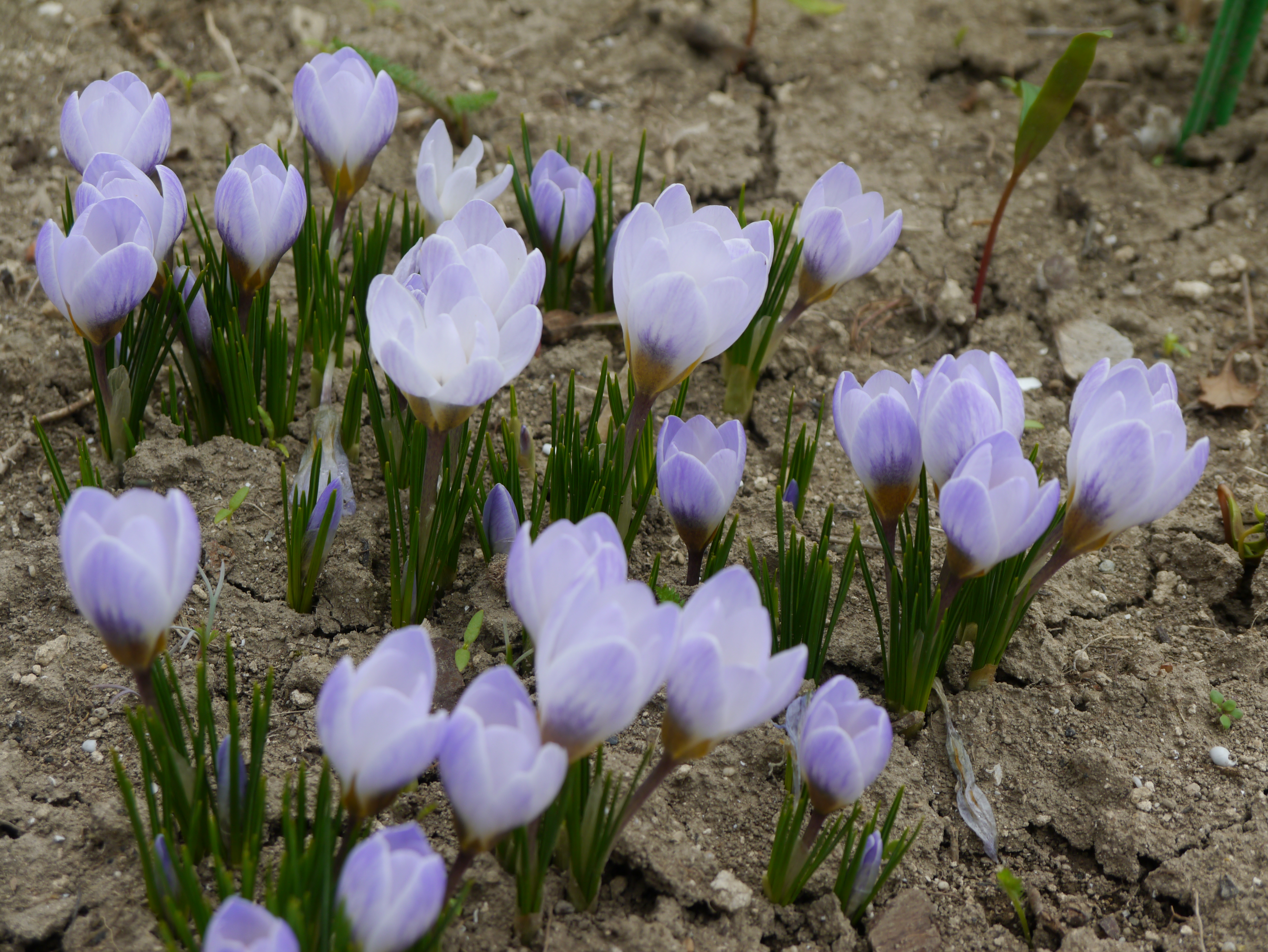Nahaufnahme von lila-weißen Krokussen (Crocus) mit grünen Blättern, blühend in lockerem Gartenboden