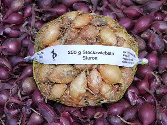 Netzbeutel mit 250 g Steckzwiebeln der Sorte Sturon, platziert auf rotvioletten Schalotten