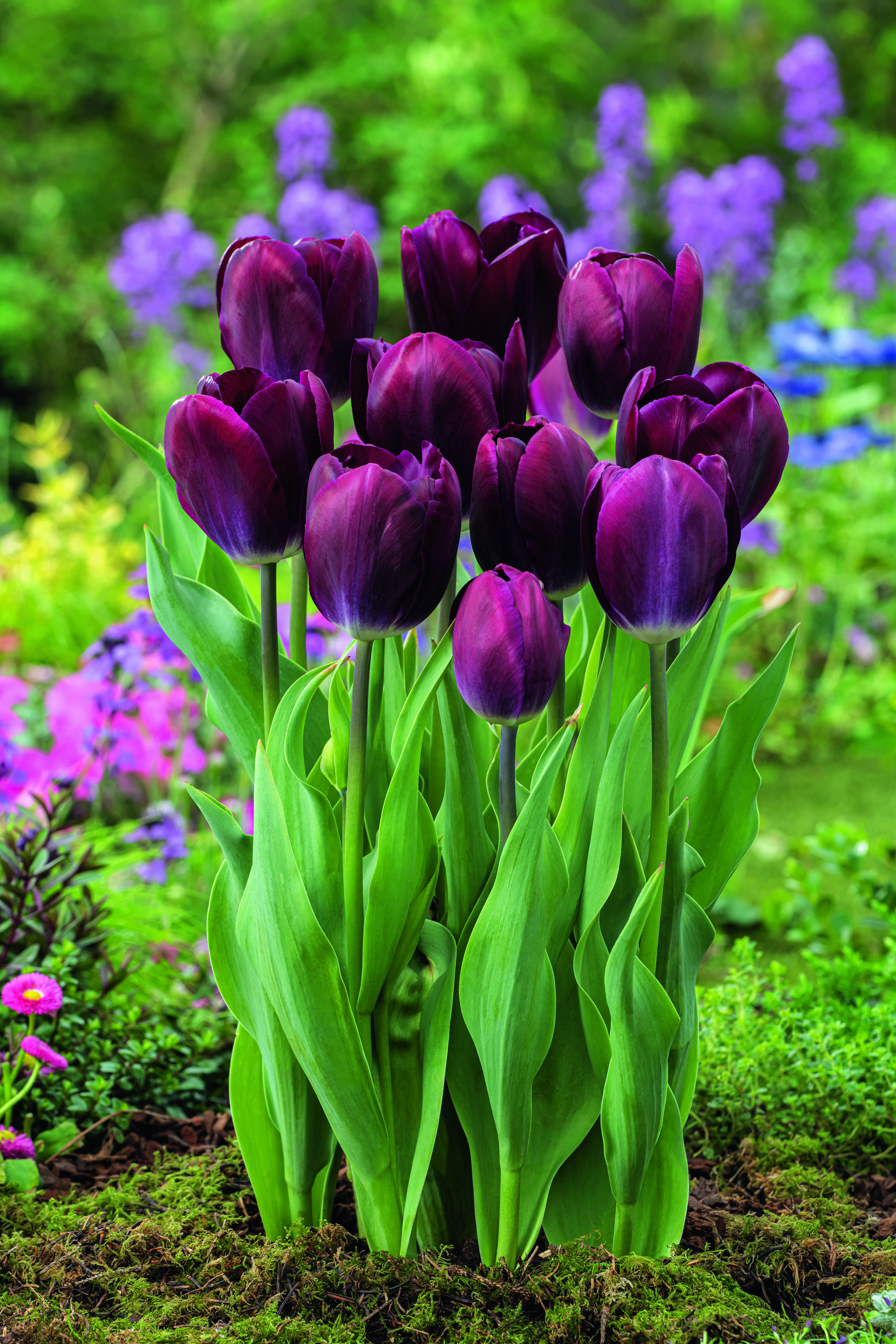 Nahaufnahme dunkelvioletter Tulpen in einem Beet, mehrere blühende Stiele mit leuchtend grünen Blättern vor unscharfem Gartenhintergrund.
