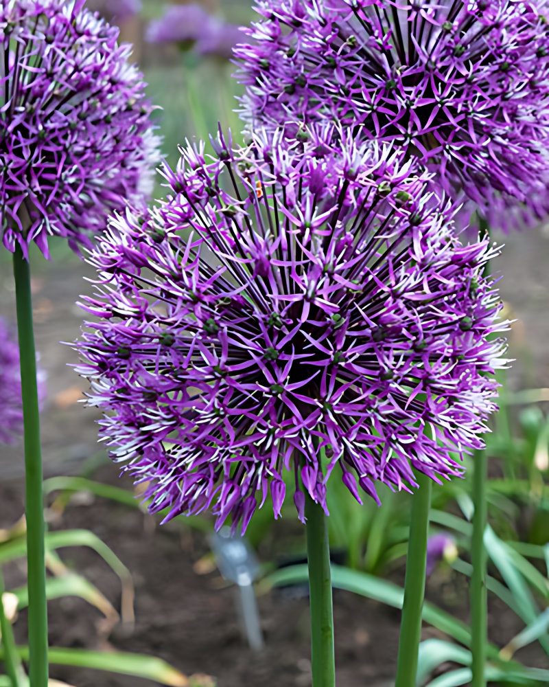 Allium jesdianum Early Emperor mit großen kugelförmigen, kräftig violetten Blütenständen als früh blühender Zierlauch im Garten
