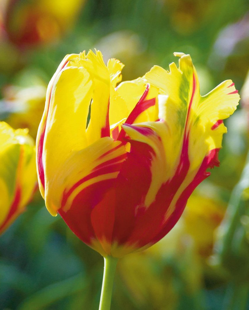 Nahaufnahme einer gelben und roten Tulpe mit fransigen Blütenblättern