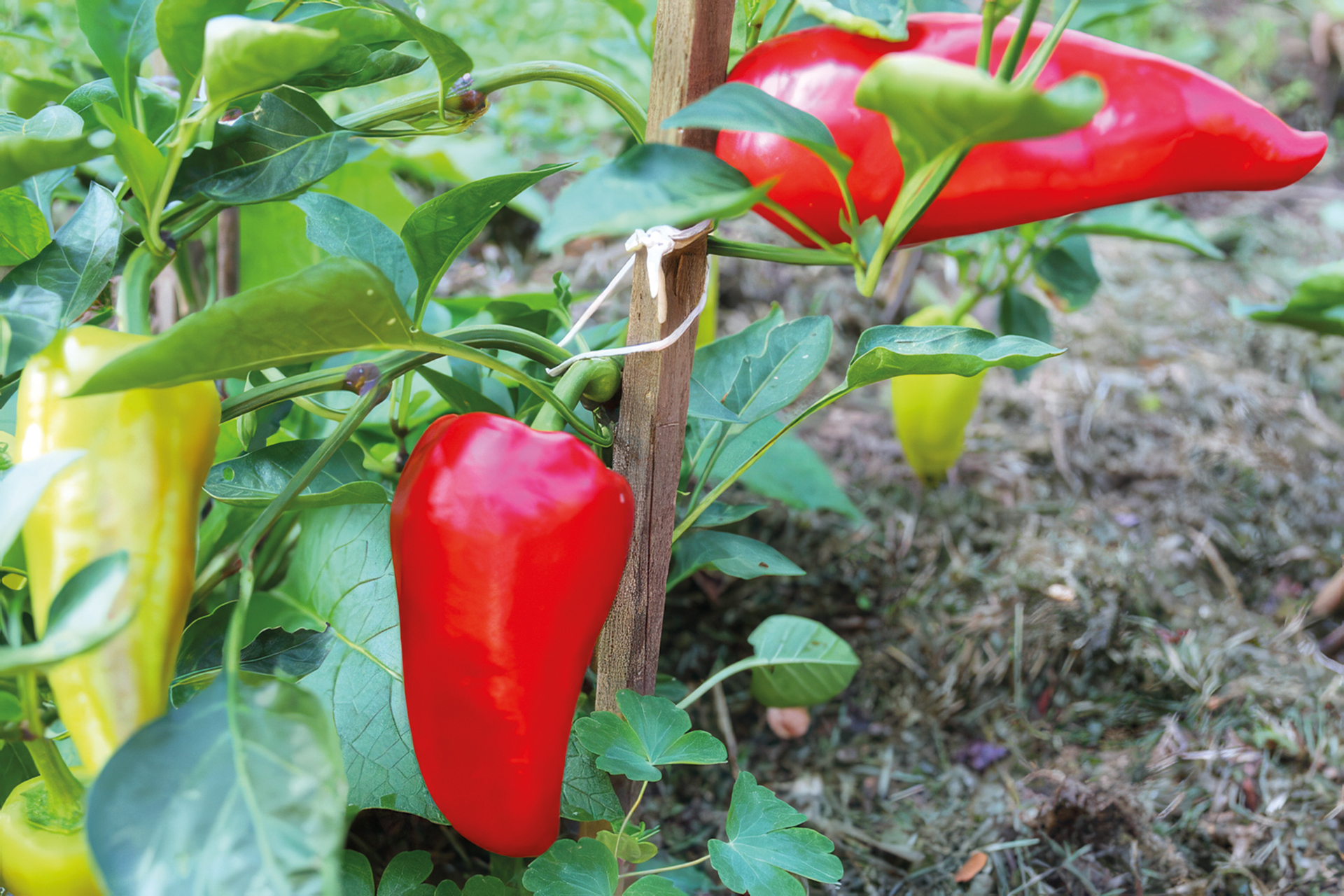 Paprika Roter Augsburger