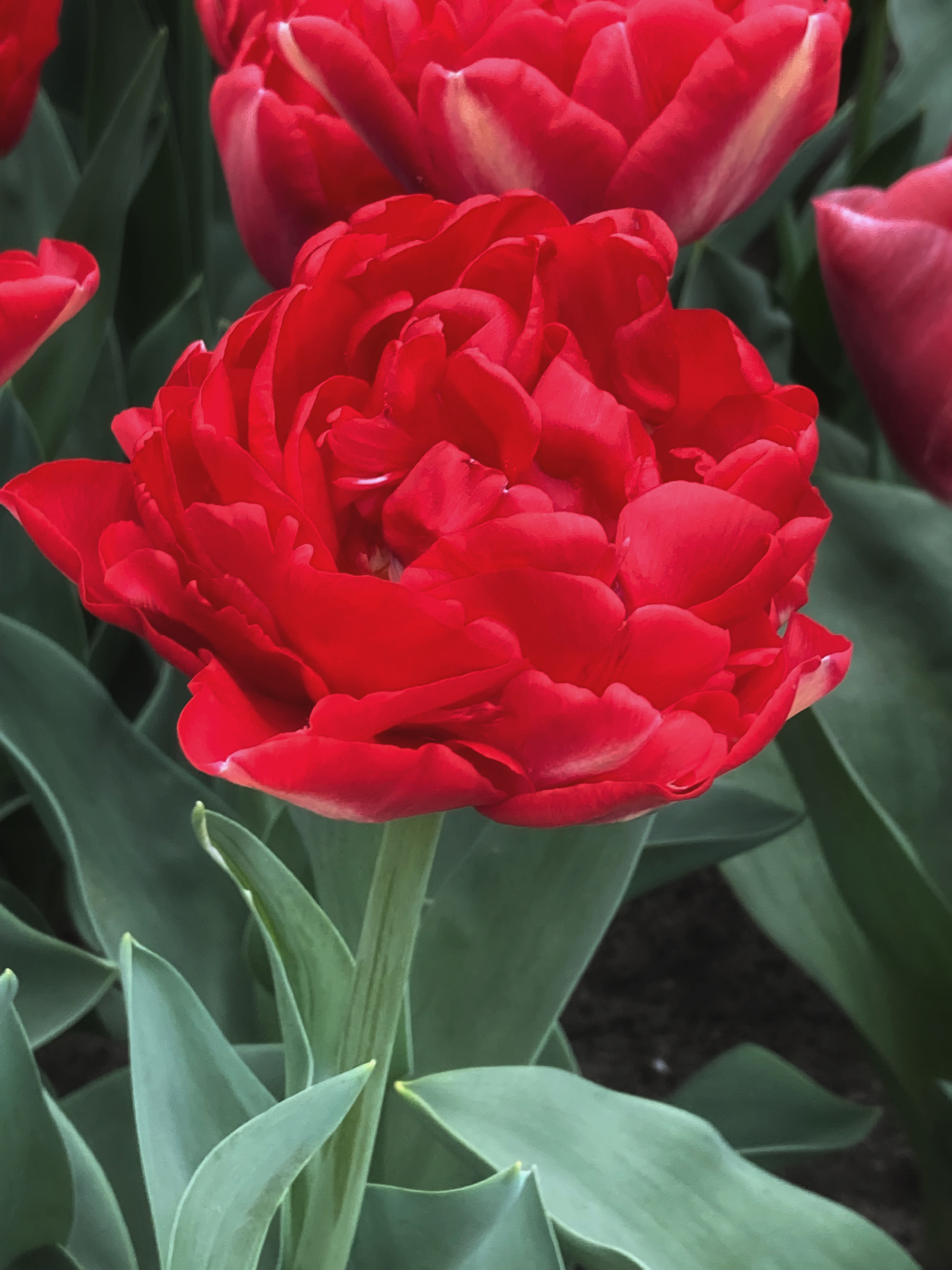 Nahaufnahme der gefüllten frühen Tulpe Pamplona mit tief karminroter, pfingstrosenartiger Blüte und kräftigen grünen Blättern im Frühlingsbeet