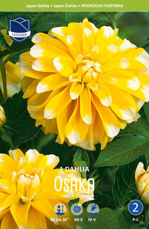 Verpackungsbild der Dahlie 'Osaka': Nahaufnahme gelb-weißer Blüten mit grünen Blättern, Markenlogo, Schriftzug '1 Dahlia Osaka' und Pflanzsymbole
